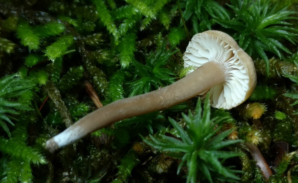 Hygrocybe deceptiva image