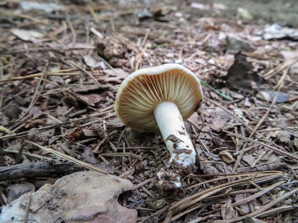 Lactarius sumstinei image