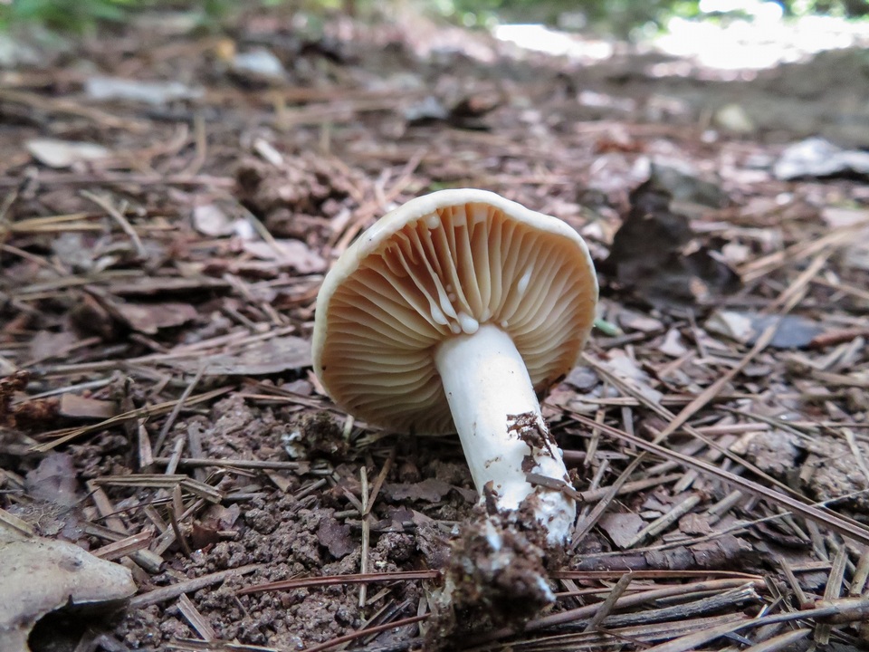 Lactarius sumstinei image