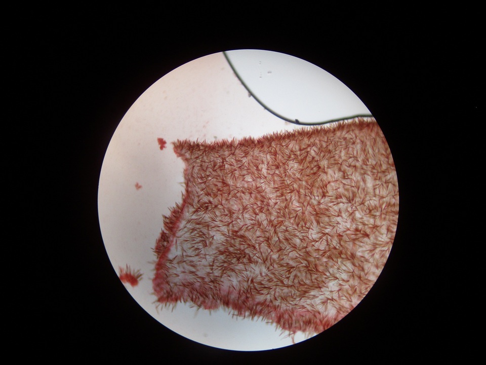 Marasmius lachnophyllus image
