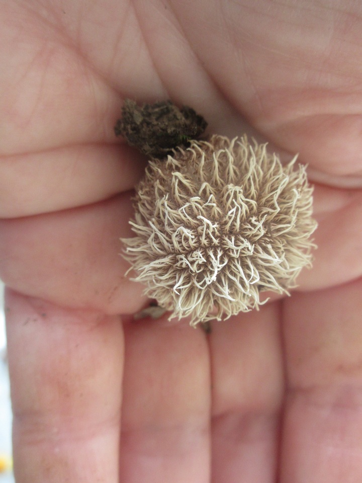 Lycoperdon americanum image