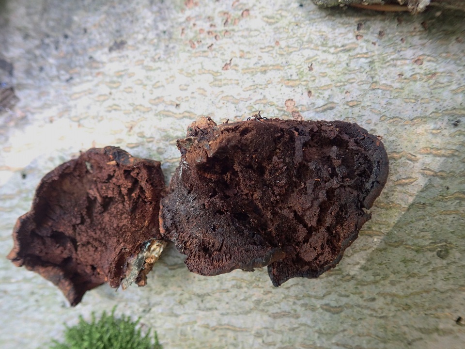Inocutis rheades image