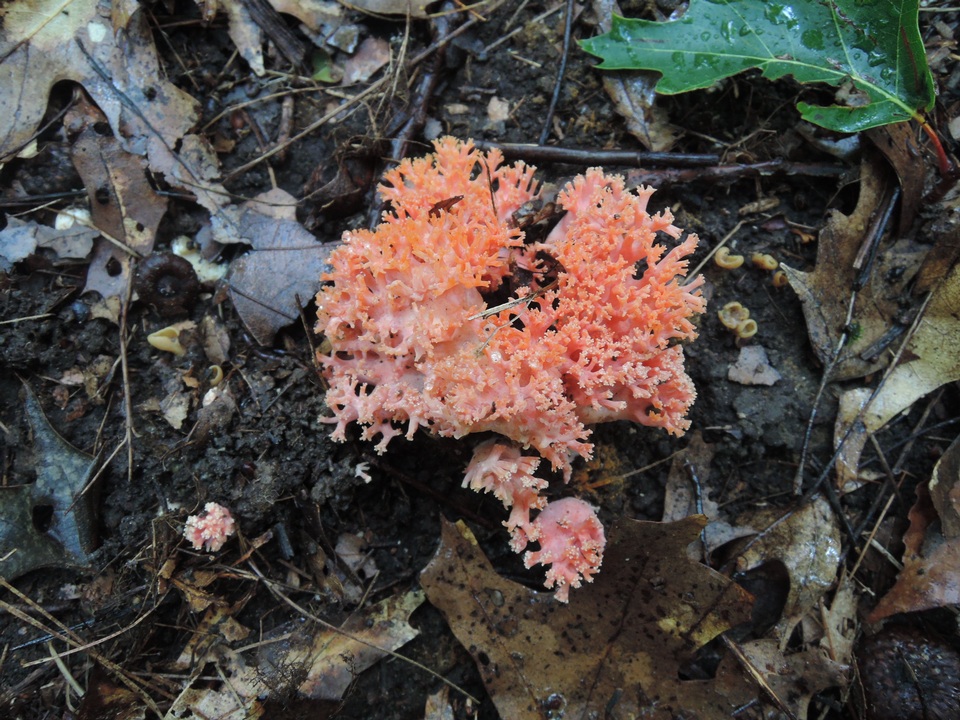 Ramaria subbotrytis image