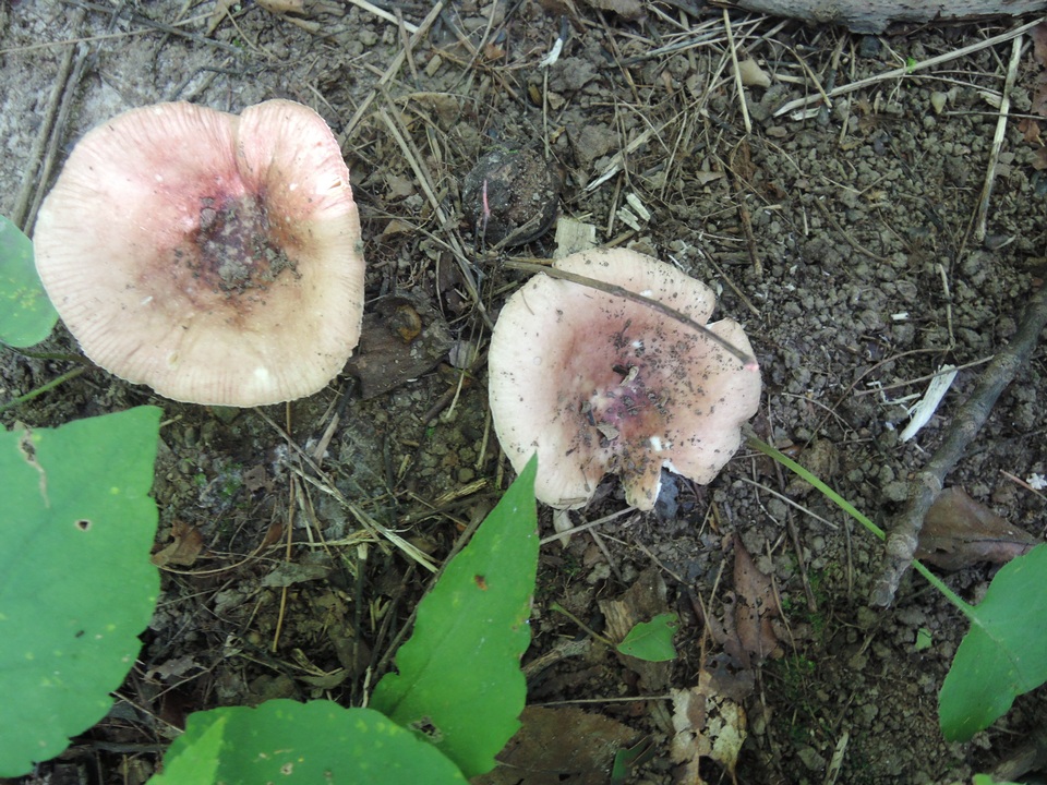 Russula veternosa image