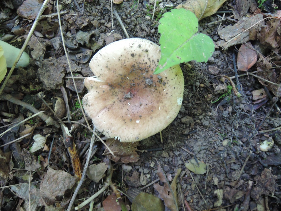 Russula veternosa image