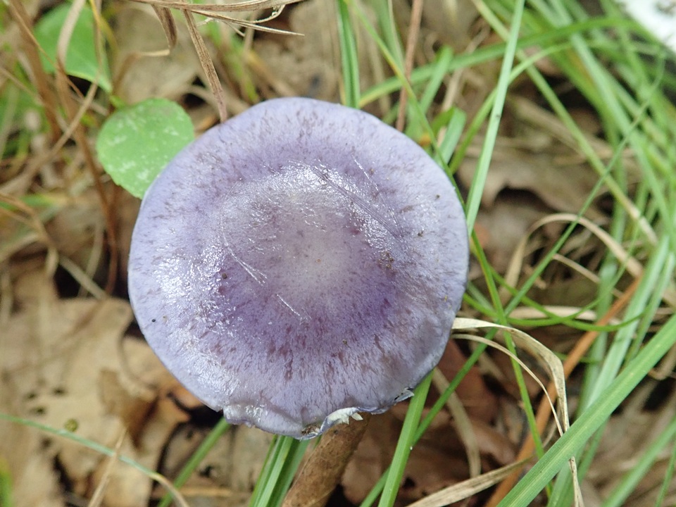 Cortinarius iodeoides image