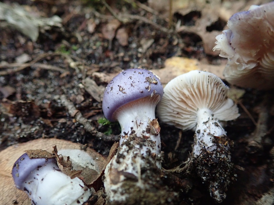 Cortinarius iodeoides image