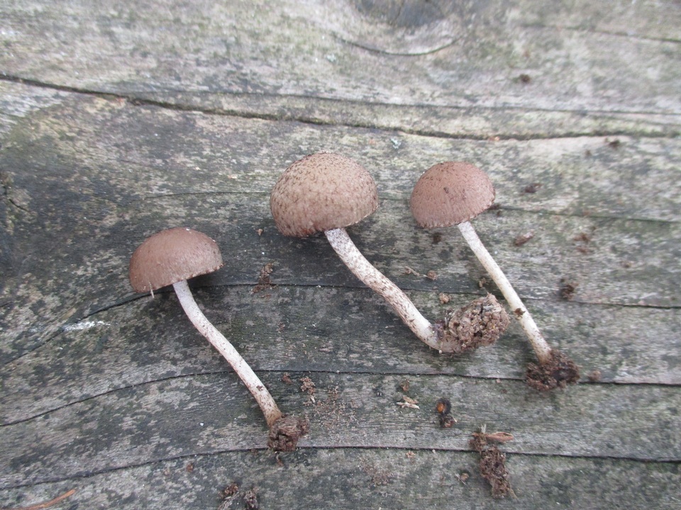 Cystoagaricus hirtosquamulosus image