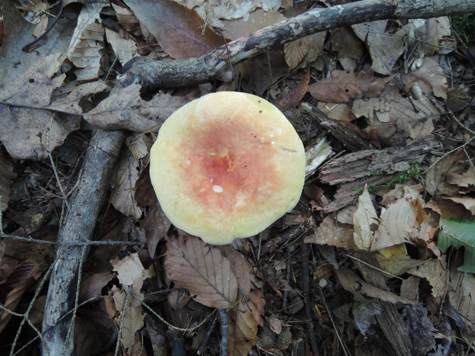 Russula flavisiccans image