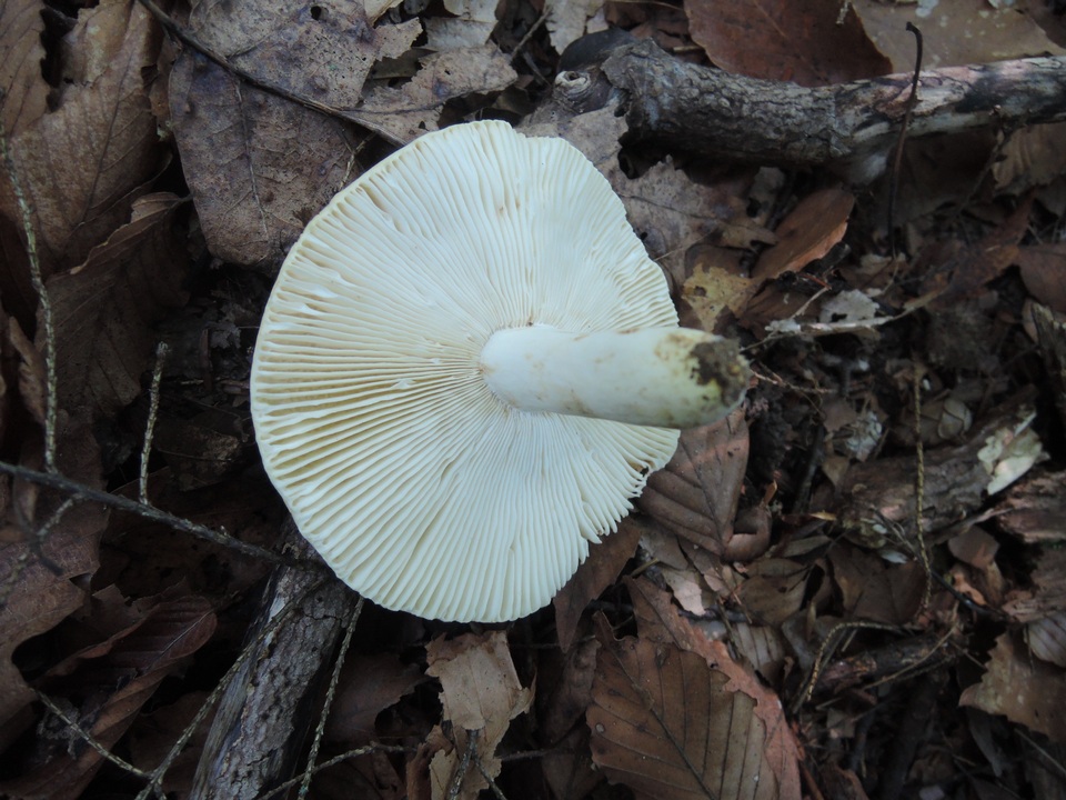 Russula flavisiccans image