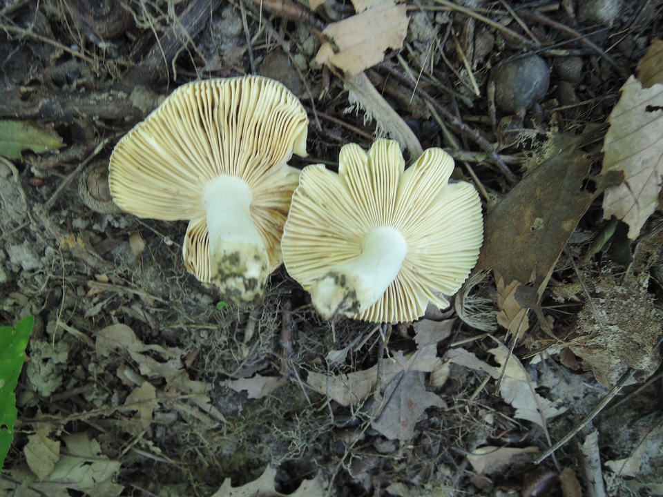 Russula veternosa image