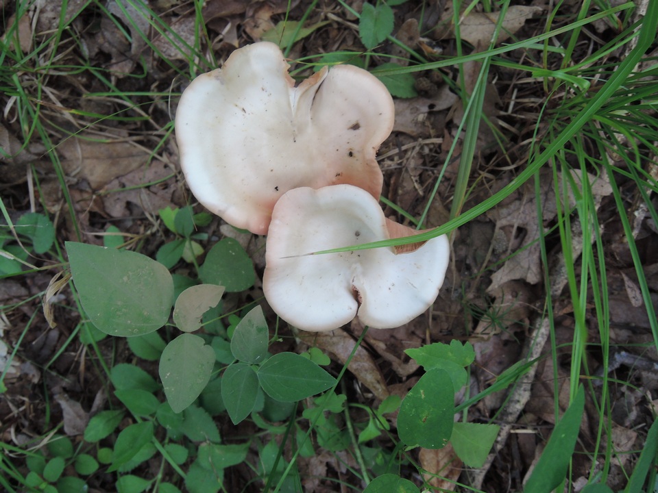Entoloma albidum image