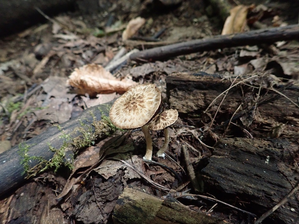 Psathyrella maculata image