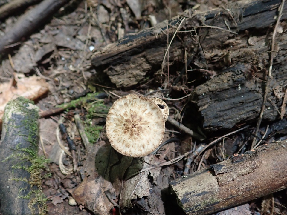 Psathyrella maculata image