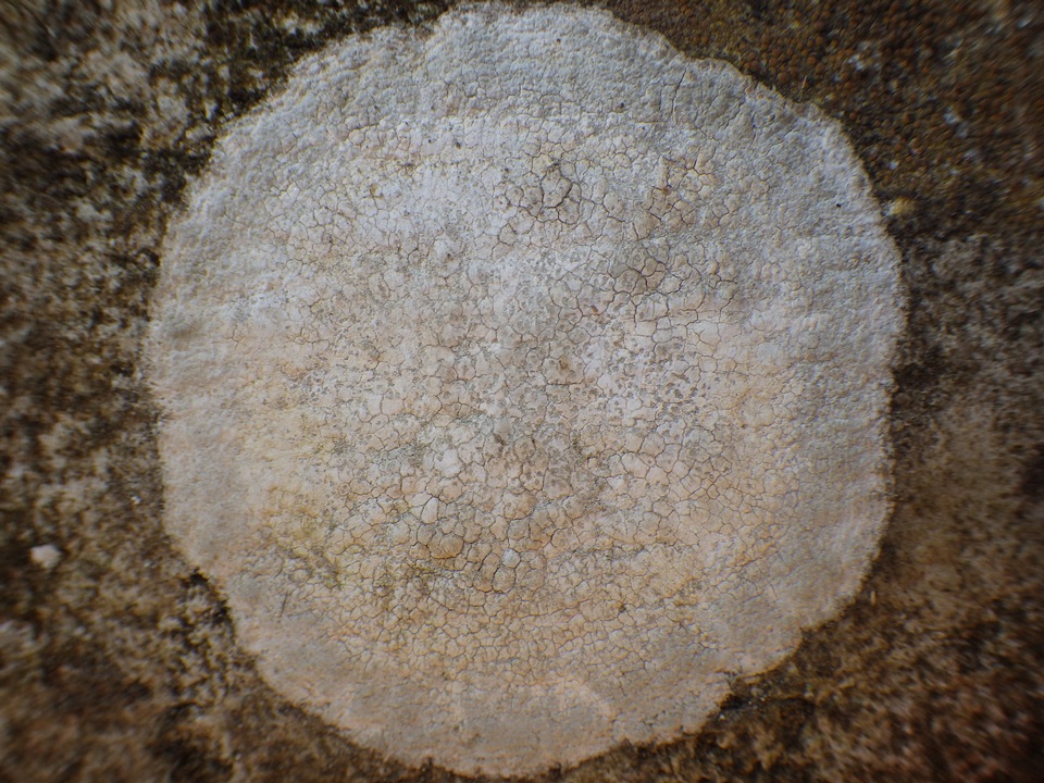 Dirina massiliensis f. sorediata image
