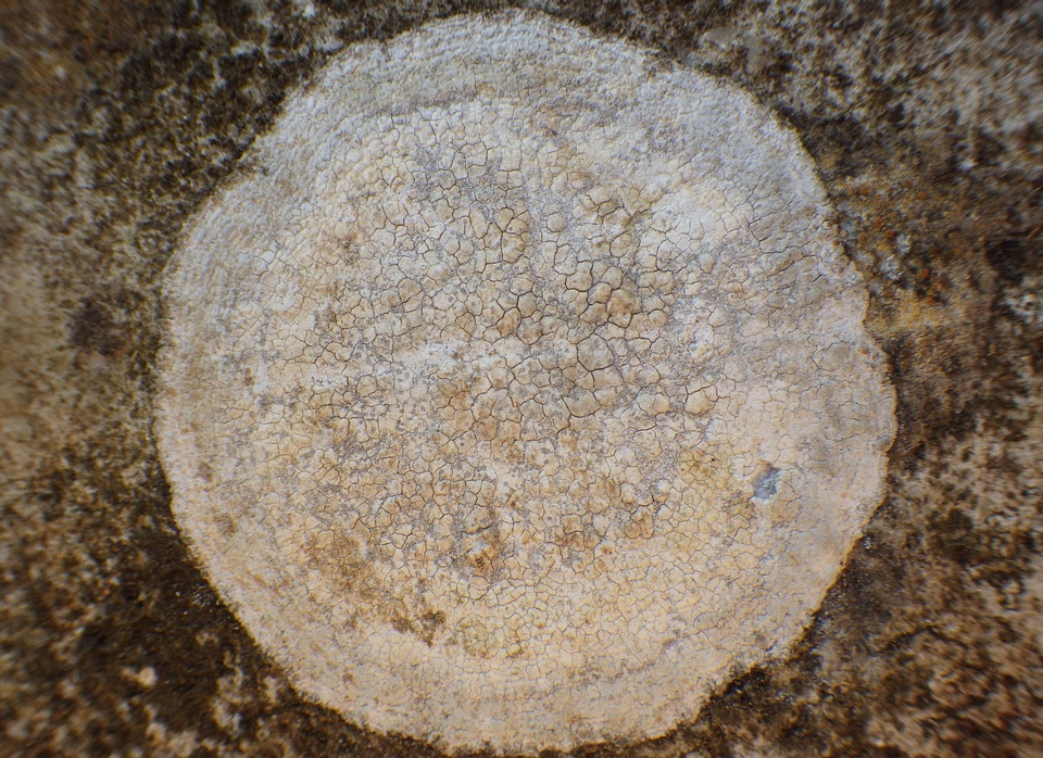 Dirina massiliensis image