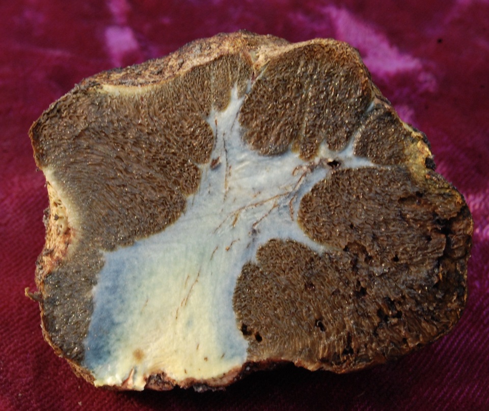 Gastroboletus ruber image