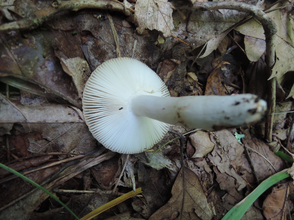 Russula pectinatoides image