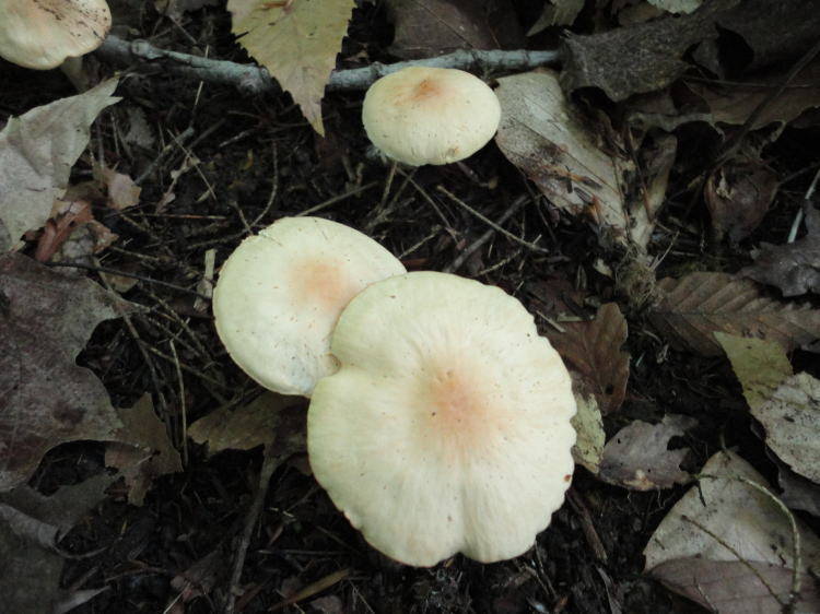 Hygrocybe pratensis var. pallida image