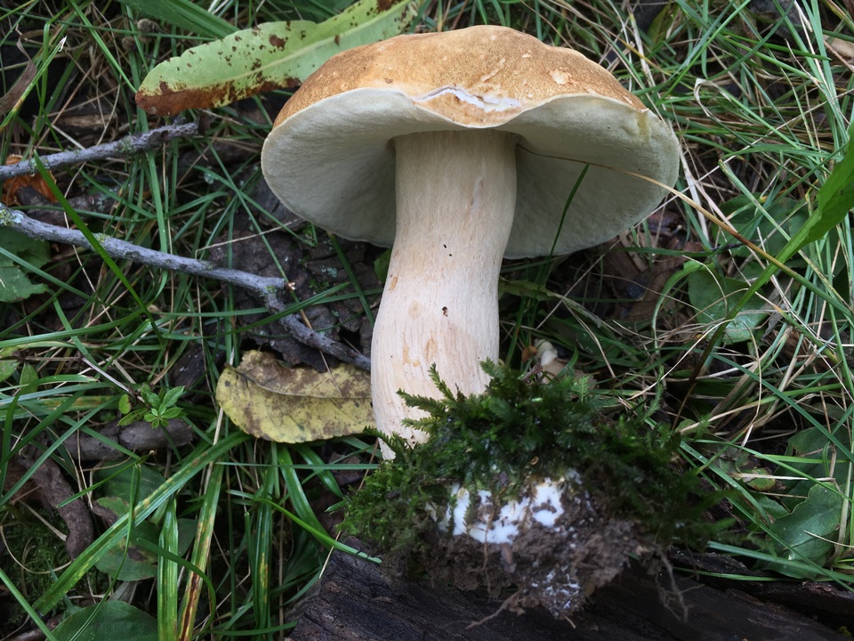 Boletus nobilissimus image