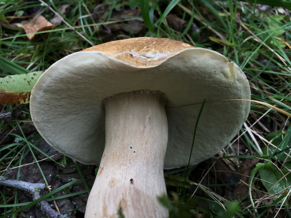 Boletus nobilissimus image