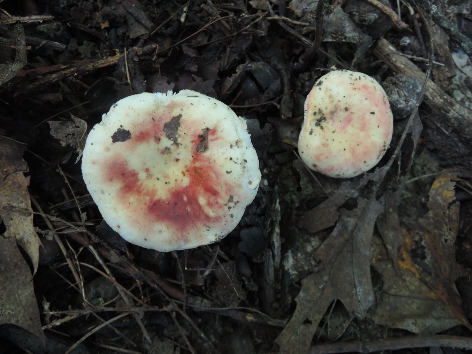 Russula flavisiccans image