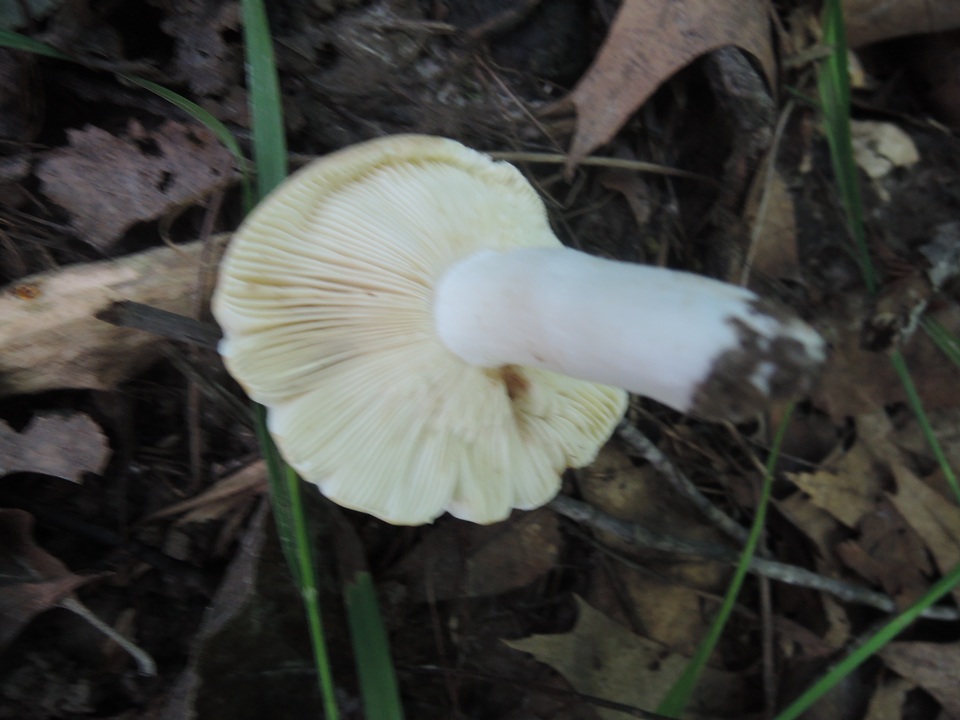 Russula flavisiccans image