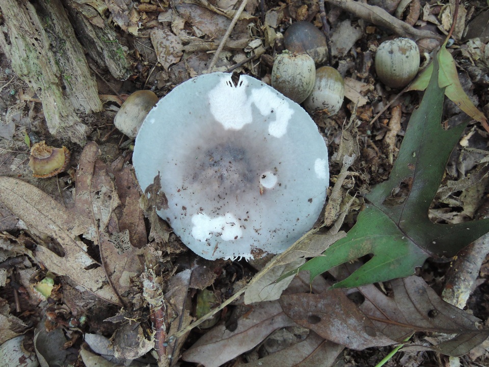Russula ornaticeps image