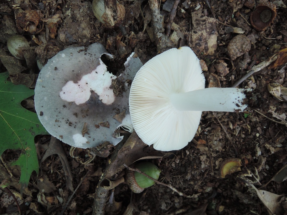 Russula ornaticeps image
