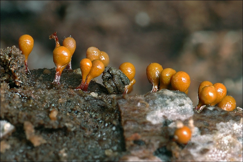 Trichia decipiens image