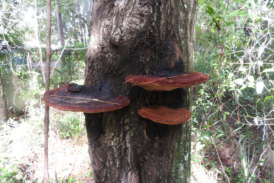 Inonotus quercustris image