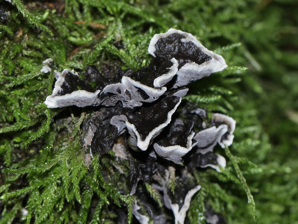Thelephora cuticularis image