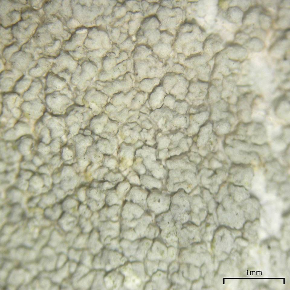 Lecanora subpallens image