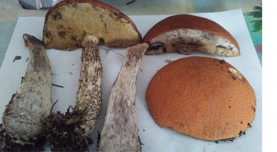 Leccinum boreale image