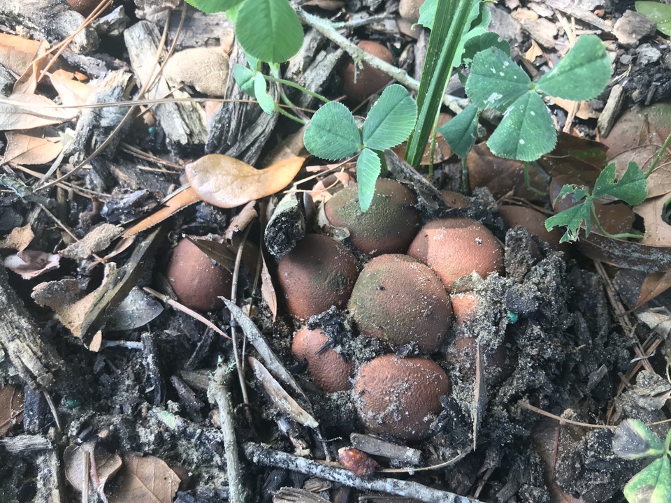 Lycoperdon subincarnatum image