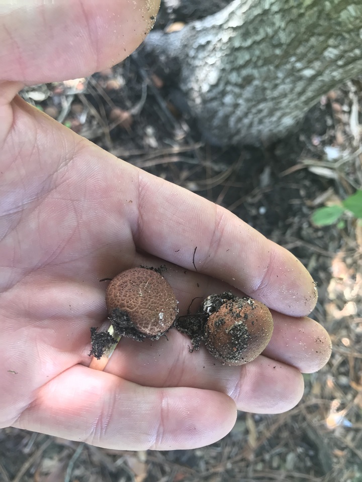 Lycoperdon subincarnatum image