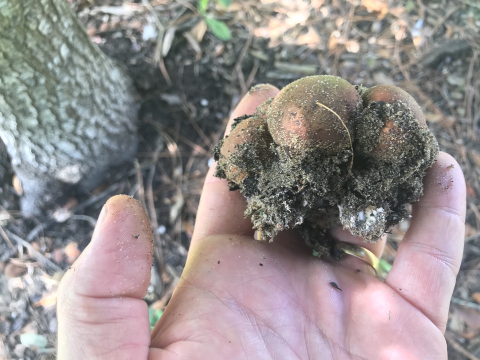 Lycoperdon subincarnatum image