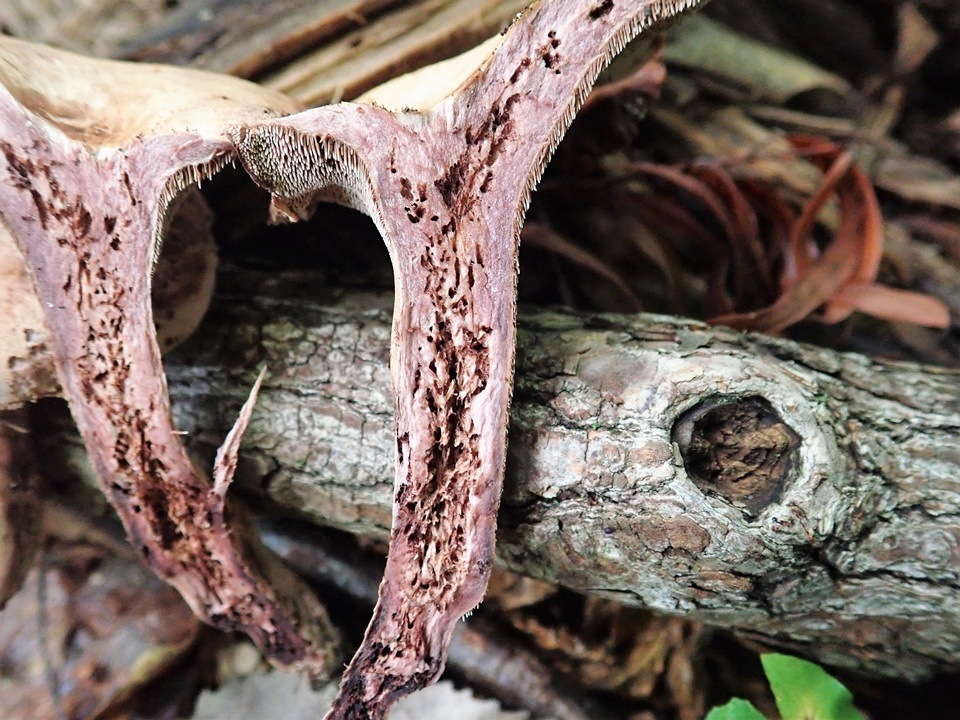 Sarcodon joeides image
