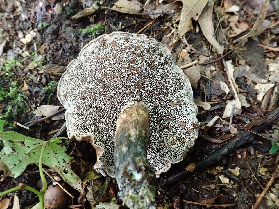 Sarcodon fennicus image