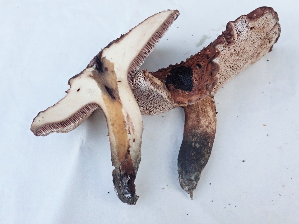 Sarcodon fennicus image