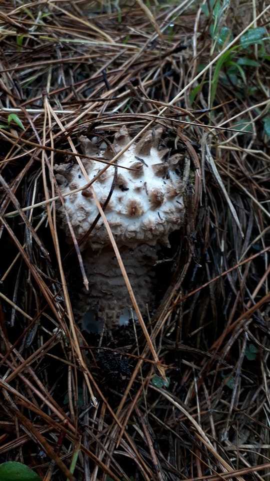 Amanita westii image