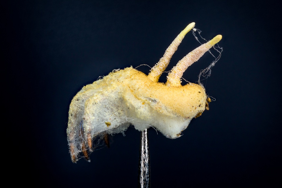 Gibellula pulchra image
