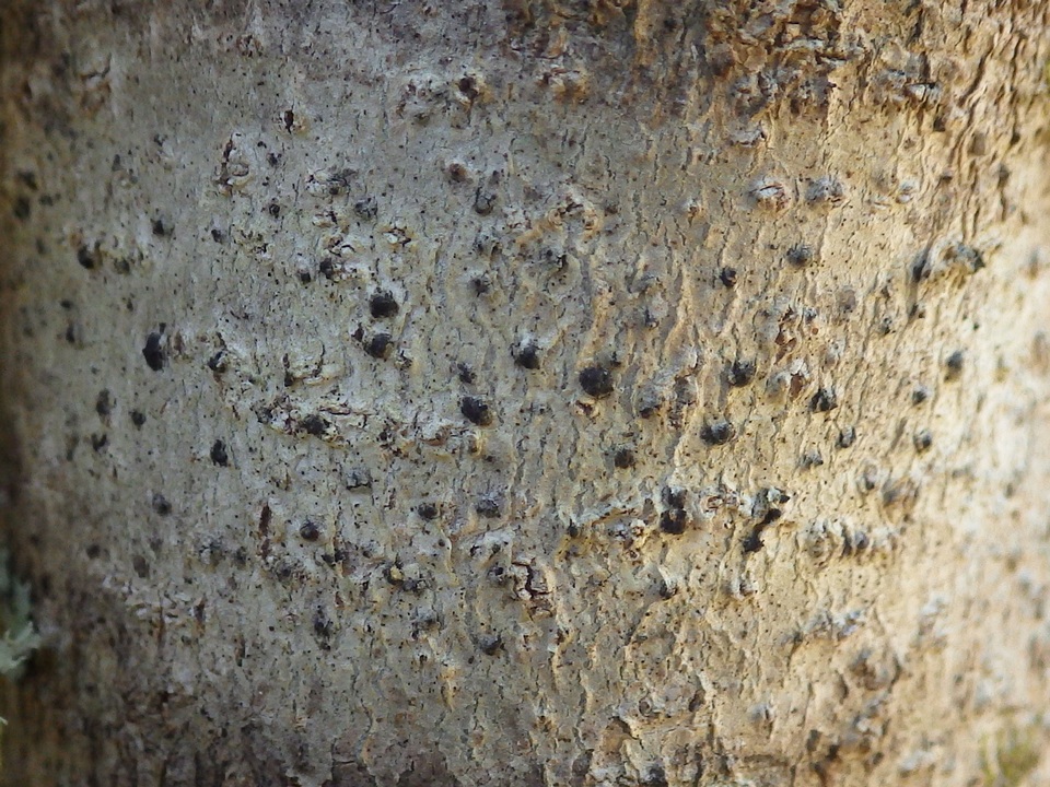 Strigula stigmatella var. stigmatella image