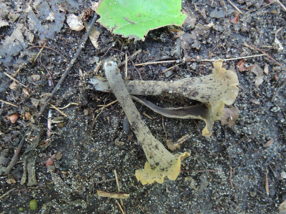 Craterellus olivaceus image