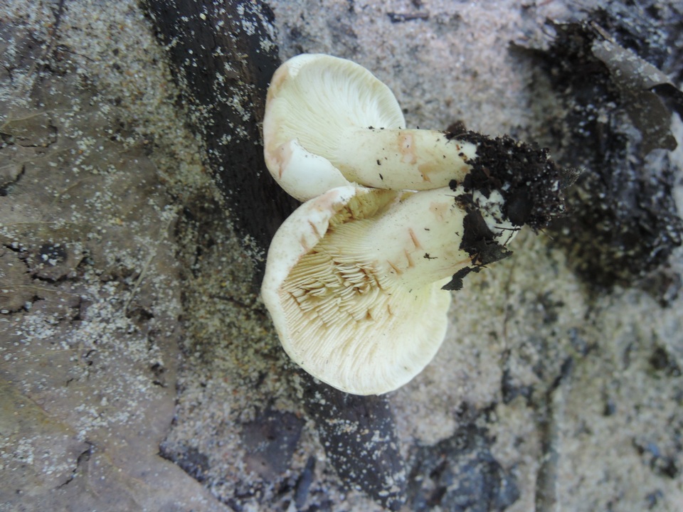 Lactarius acris image