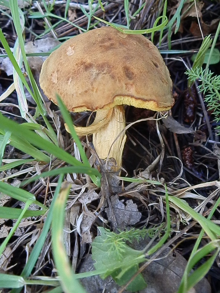 Boletus oregonensis image