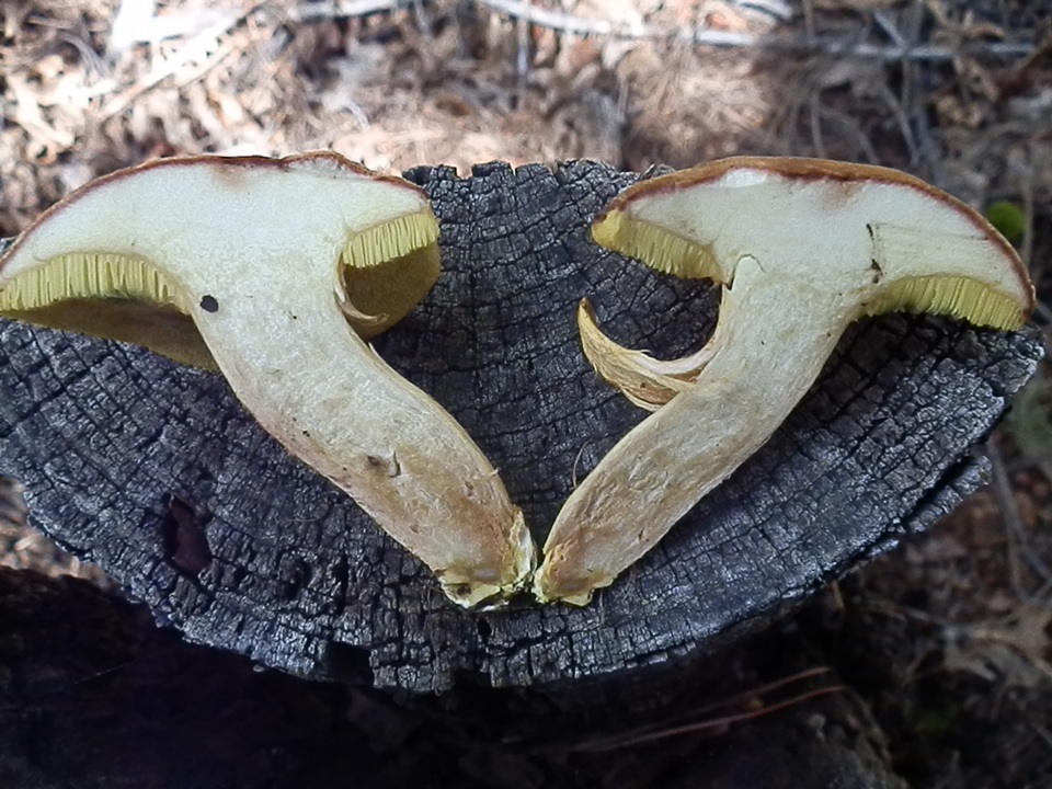 Boletus oregonensis image