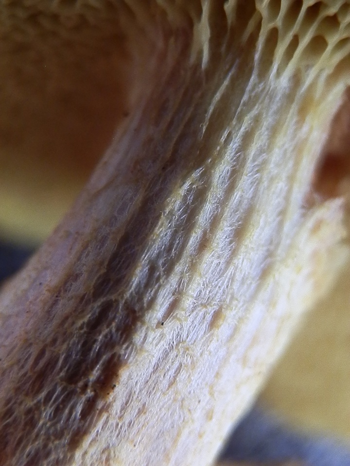 Boletus oregonensis image