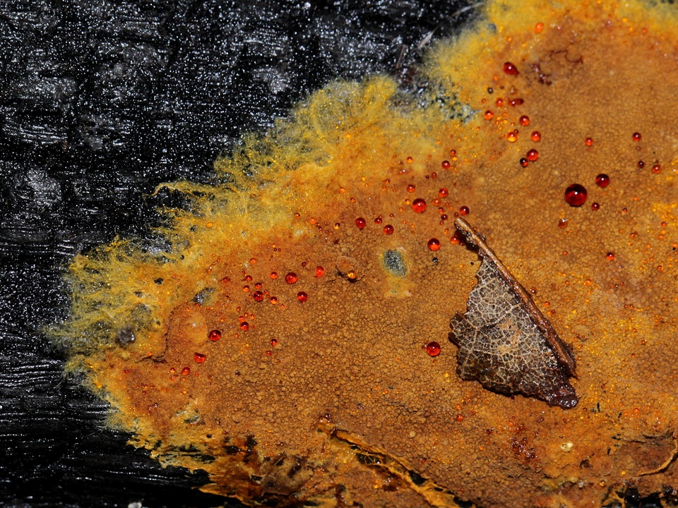 Botryobasidium aureum image