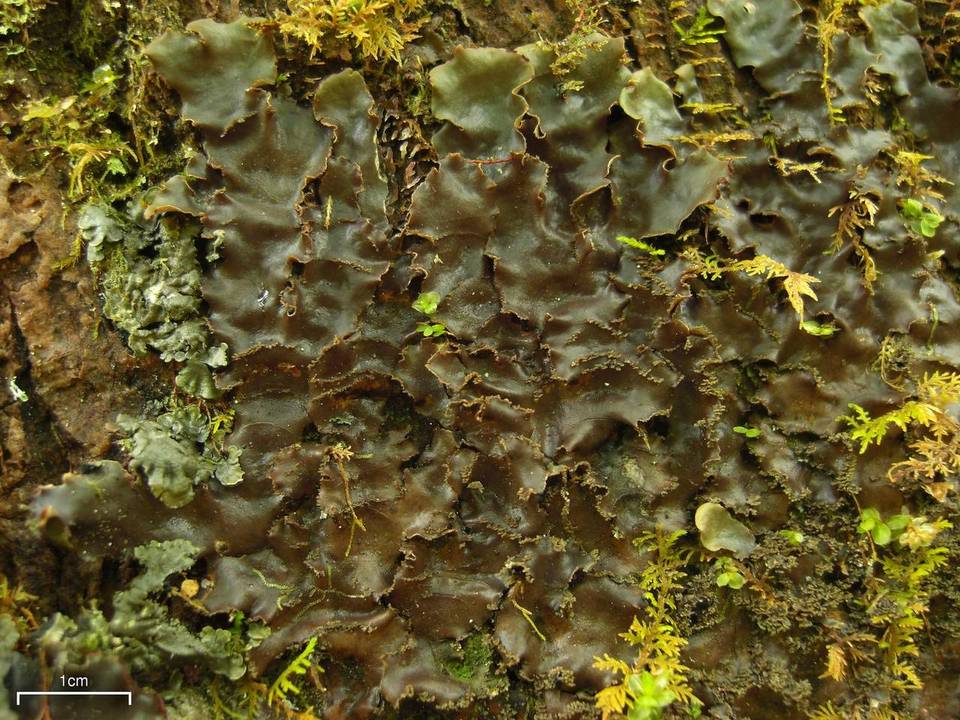 Peltigera phyllidiosa image